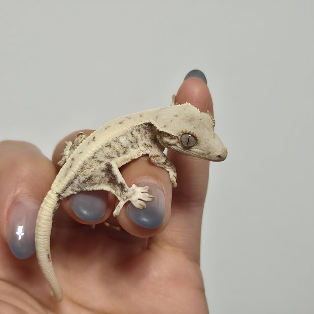 릴리화이트 솔리드백