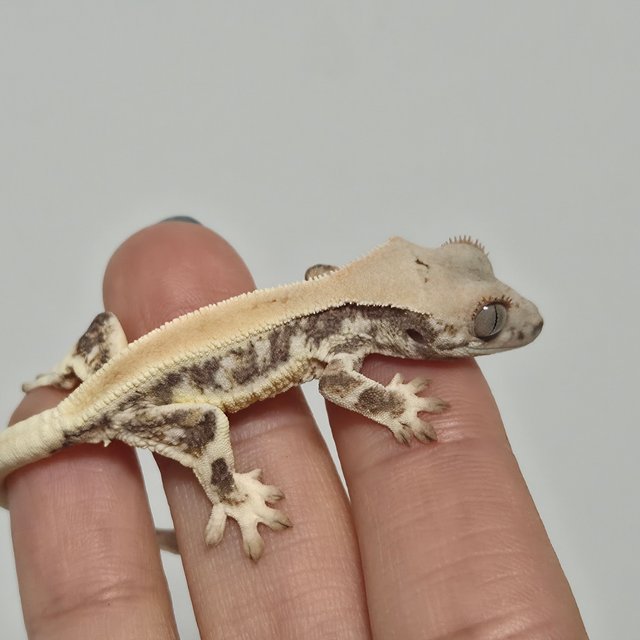 릴리화이트 솔리드백