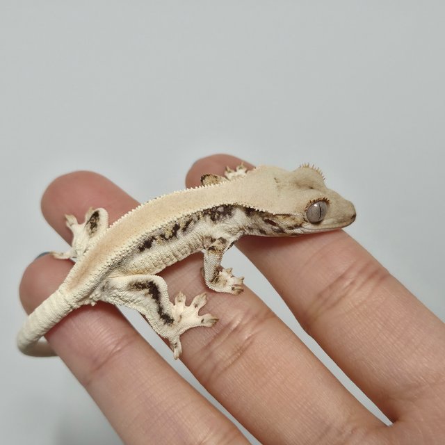 릴리화이트 솔리드백