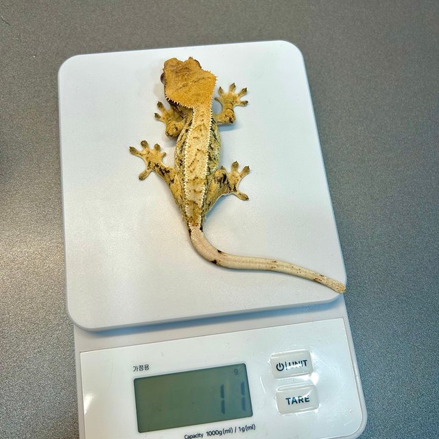 노멀 트라이 드리피 익스트림할리퀸