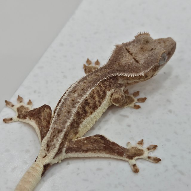 릴리화이트 팬텀