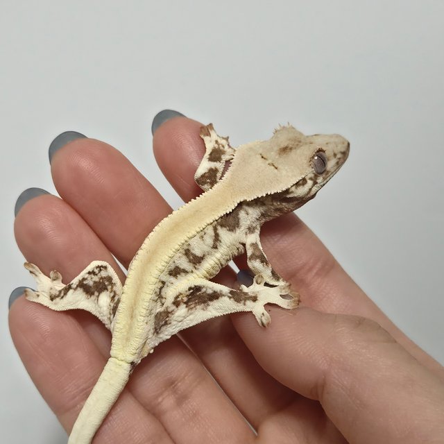 릴리화이트 솔리드백