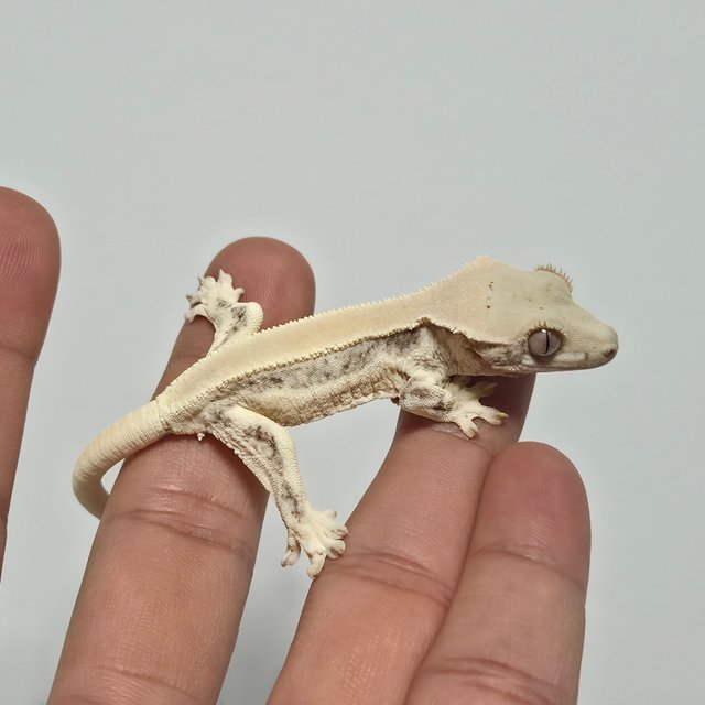 릴리화이트 솔리드백