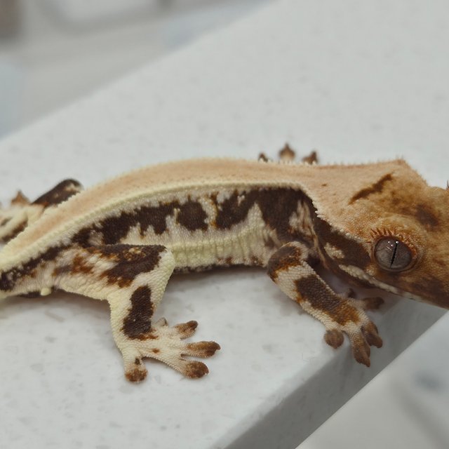 릴리화이트 솔리드백