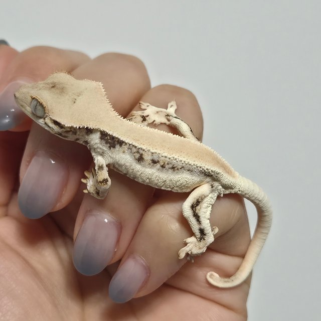 릴리화이트 솔리드백