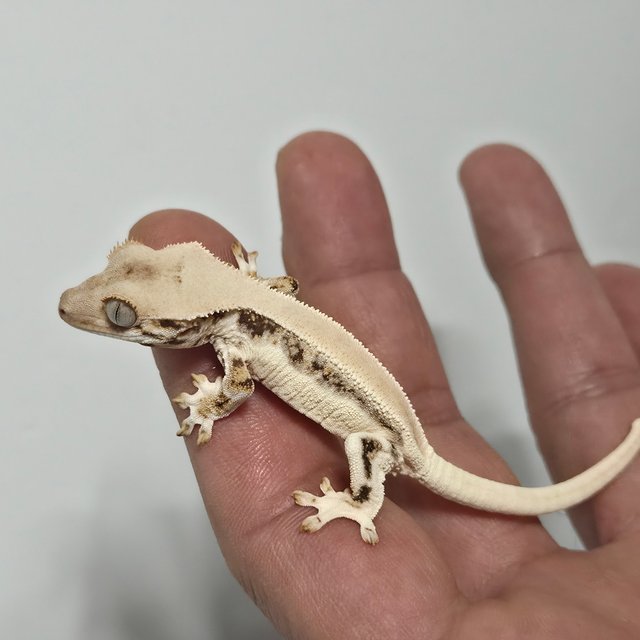 릴리화이트 솔리드백