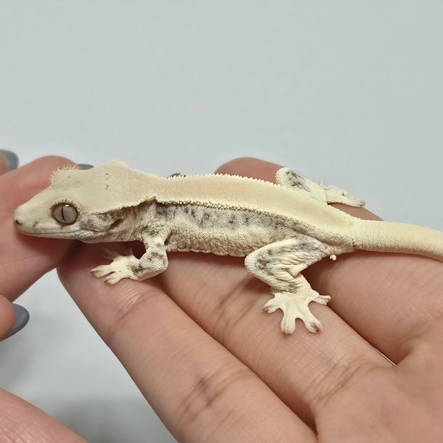 릴리화이트 솔리드백