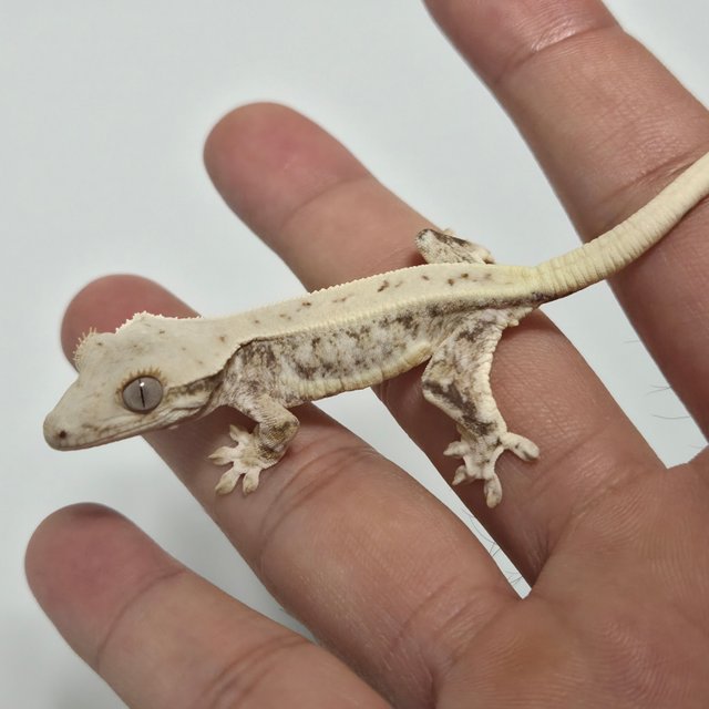 릴리화이트 솔리드백