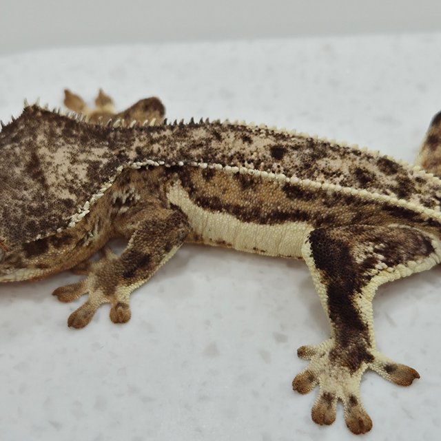 릴리화이트 팬텀