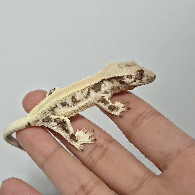 릴리화이트 솔리드백