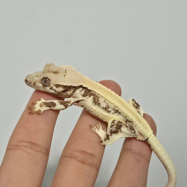 릴리화이트 솔리드백