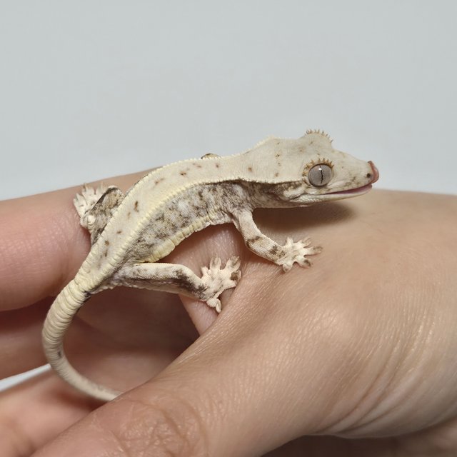 릴리화이트 솔리드백