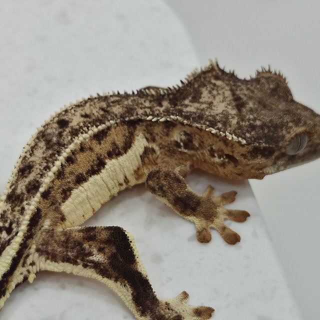 릴리화이트 팬텀