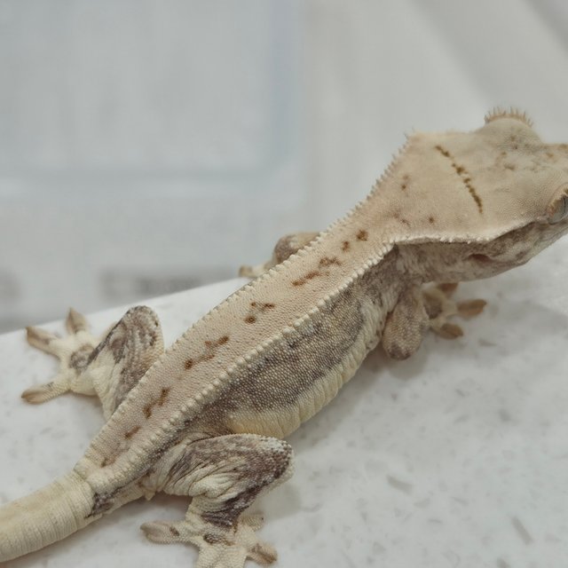 릴리화이트 옐로우