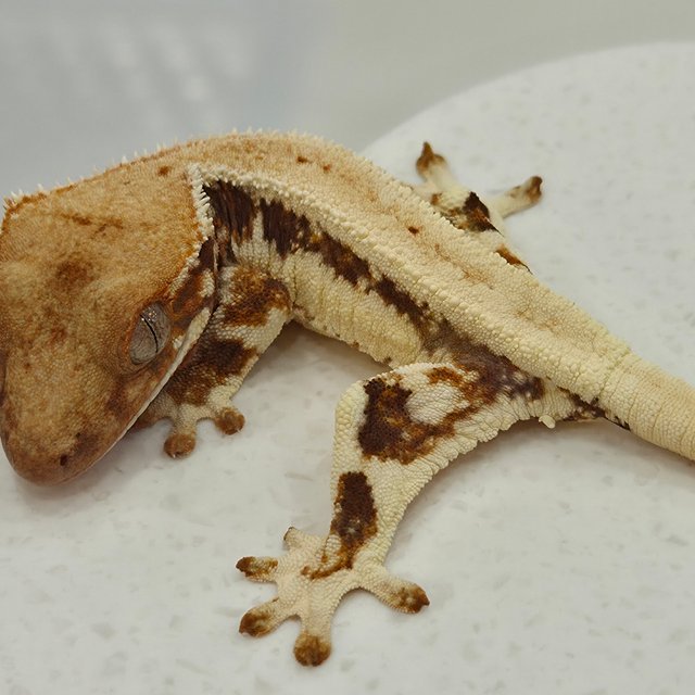 솔리드백 릴리화이트