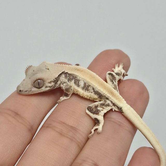 릴리화이트 솔리드백