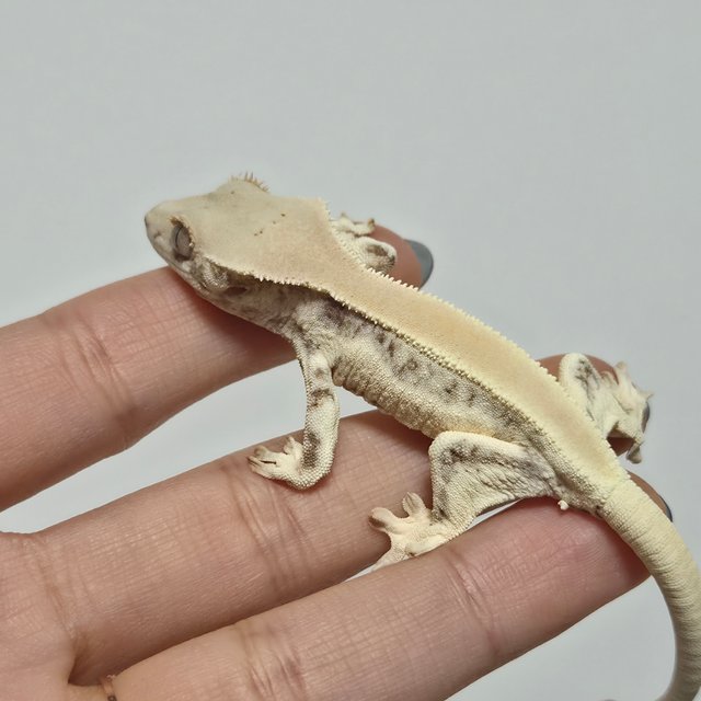 릴리화이트 솔리드백