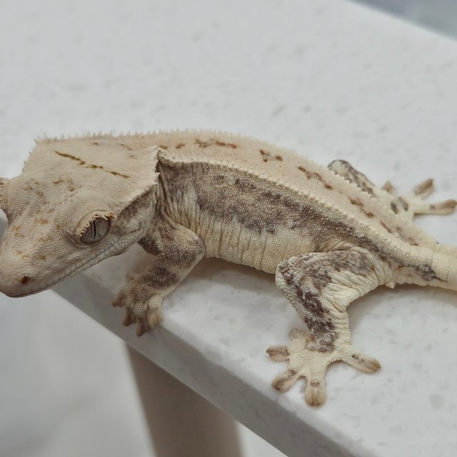 릴리화이트 옐로우