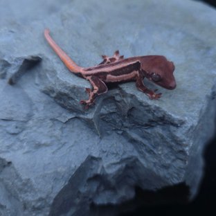 릴리화이트 초초