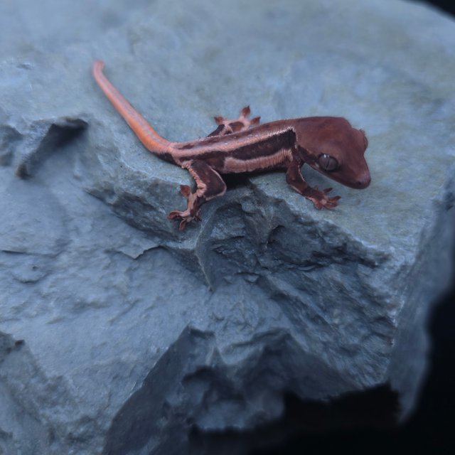 릴리화이트 초초