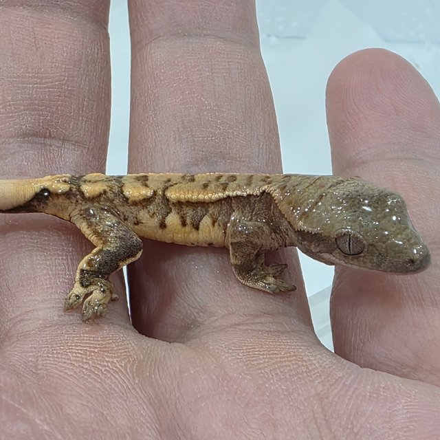 트라이 익스트림할리퀸