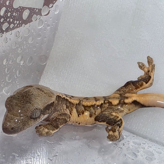 트라이 익스트림할리퀸