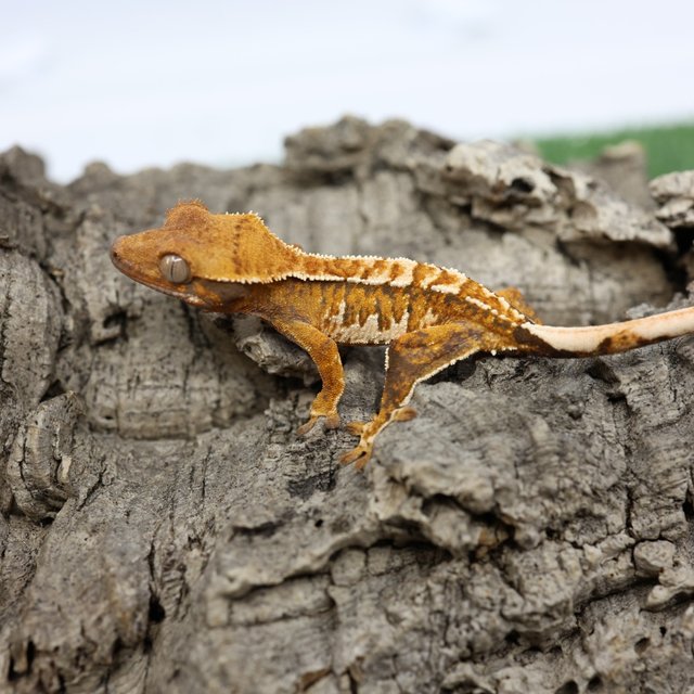 트라이 익스트림할리퀸 할리퀸 노멀