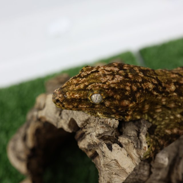 노멀 트루 컬러 하이 컬러