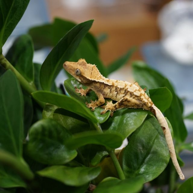 트라이