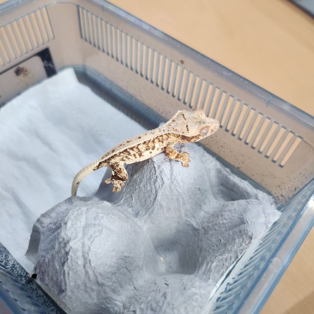 릴리화이트 트라이