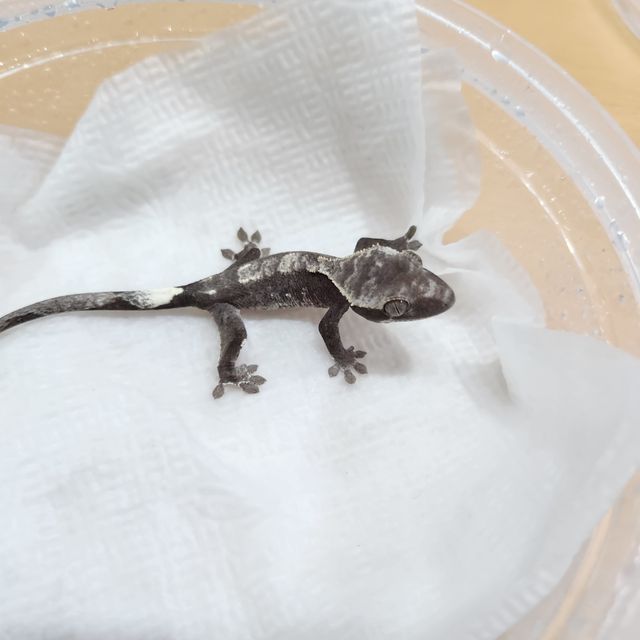 아잔틱