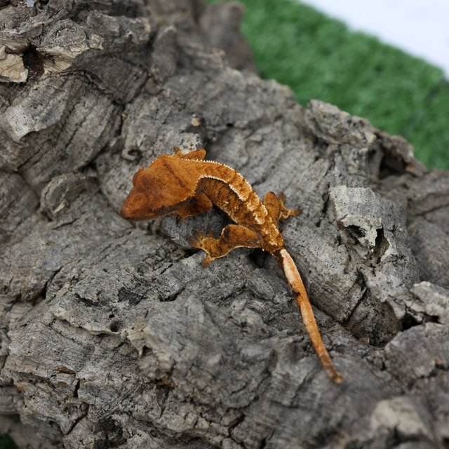 익스트림할리퀸 할리퀸 텐저린