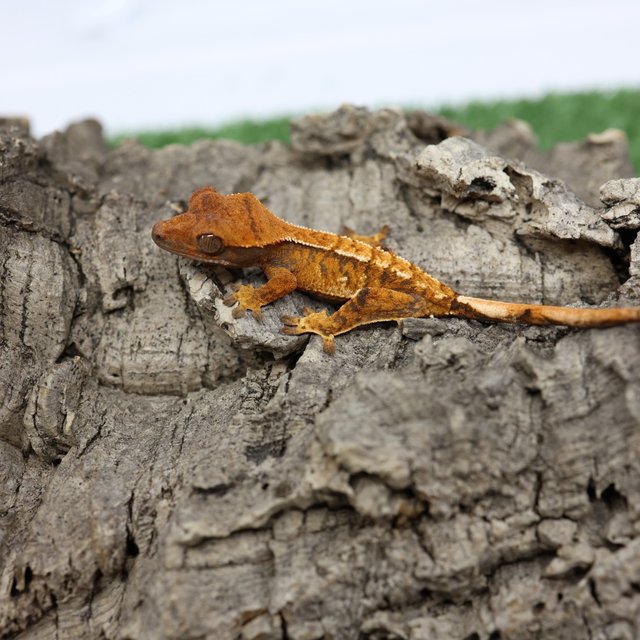익스트림할리퀸 할리퀸 텐저린