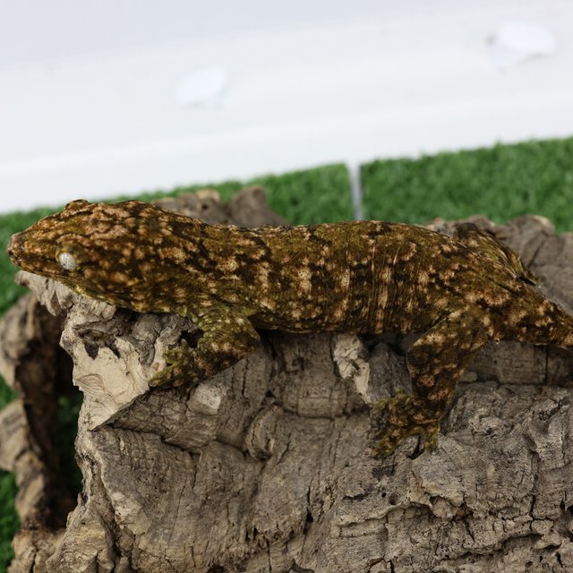 노멀 트루 컬러 하이 컬러