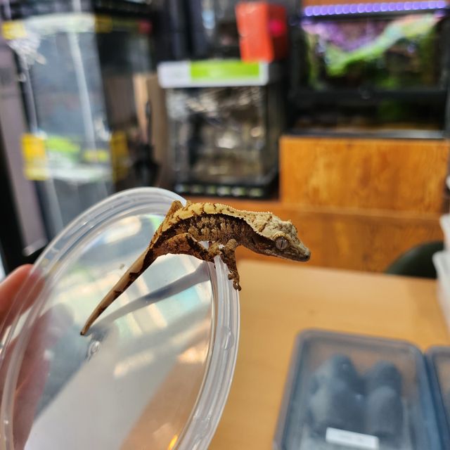 트라이