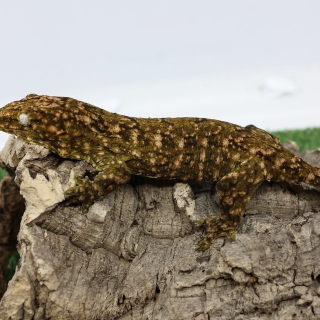 노멀 트루 컬러 하이 컬러