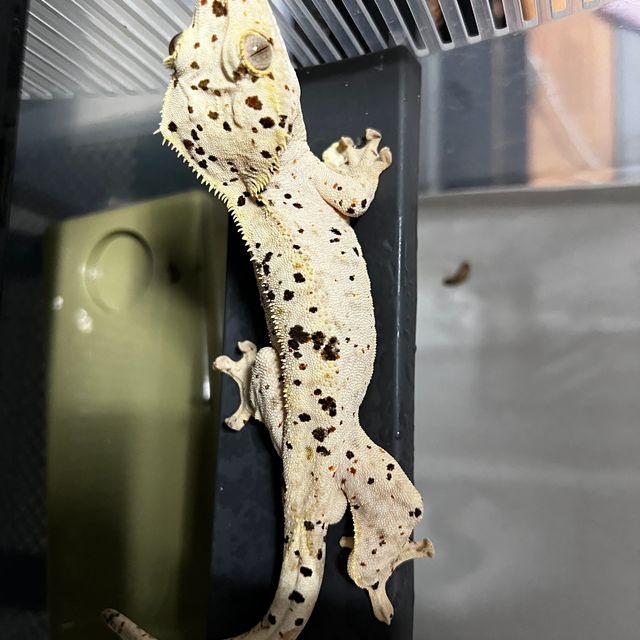 달마시안