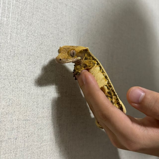 할로윈 익스트림할리퀸 트라이