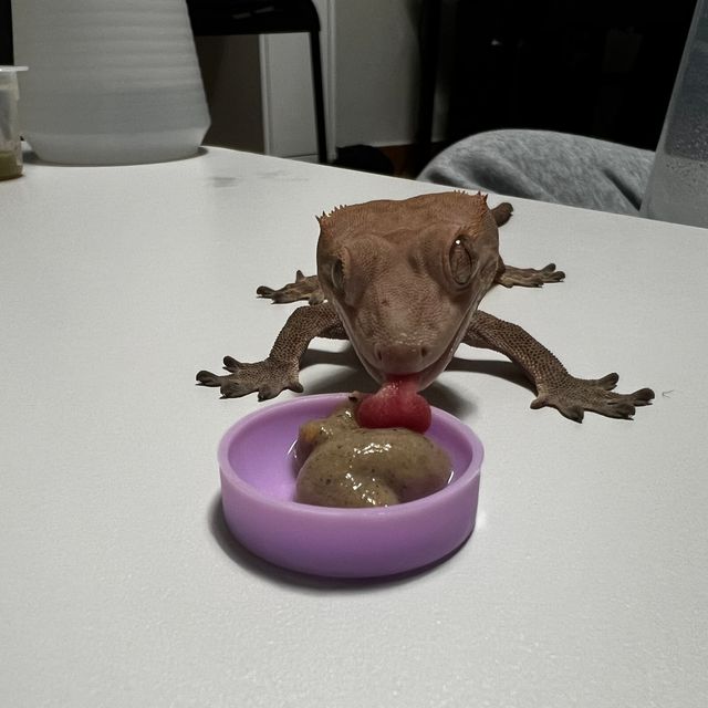 레드 카푸치노