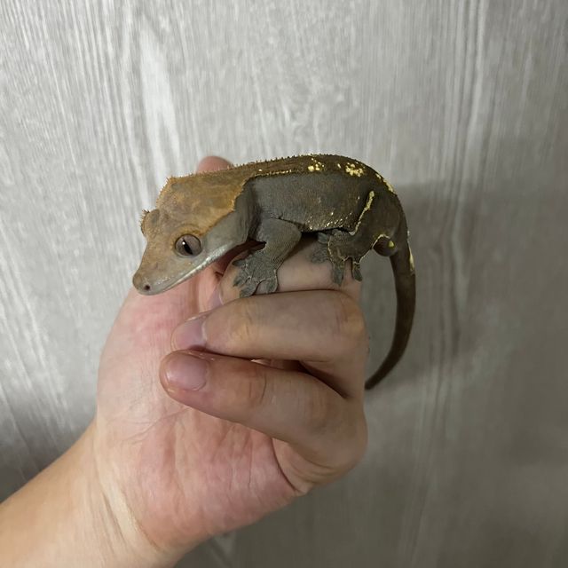 카푸치노 다크