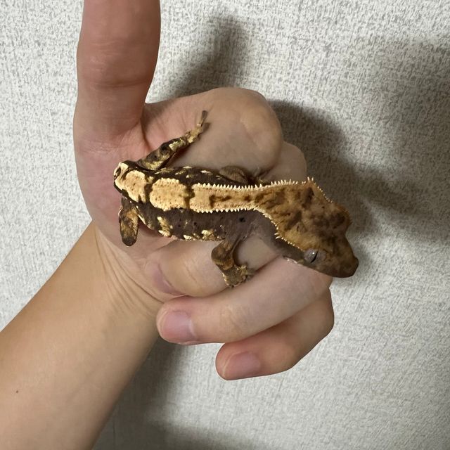 노멀 100%헷아잔틱