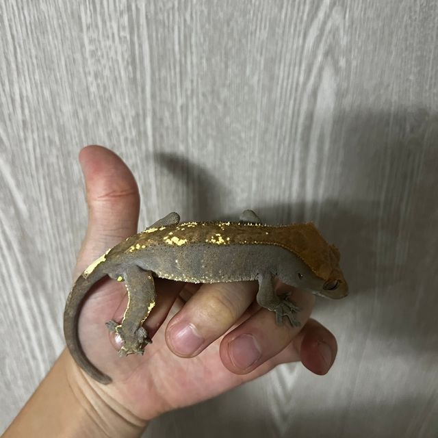 카푸치노 다크