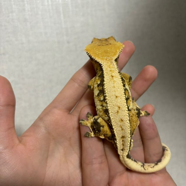 할로윈 익스트림할리퀸 트라이