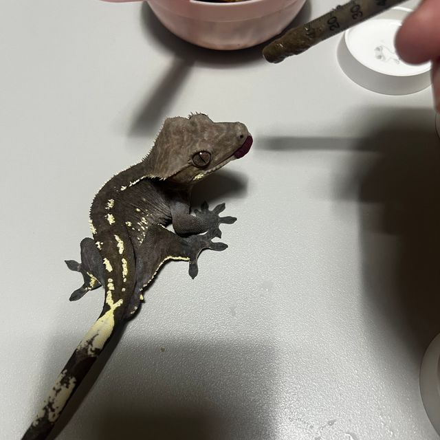 아잔틱