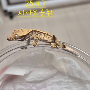 익스트림할리퀸 노멀