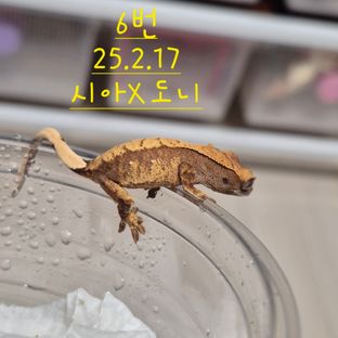 노멀 할리퀸