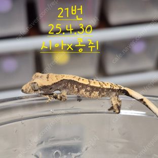 노멀 할리퀸