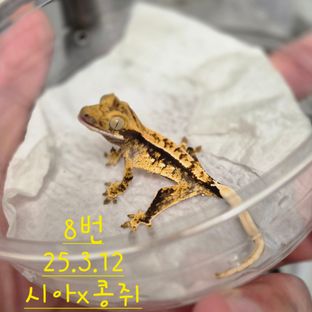 노멀 익스트림할리퀸