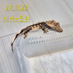 노멀 익스트림할리퀸