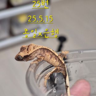 노멀 할리퀸